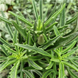 Kalanchoe Laciniata 'Spider'